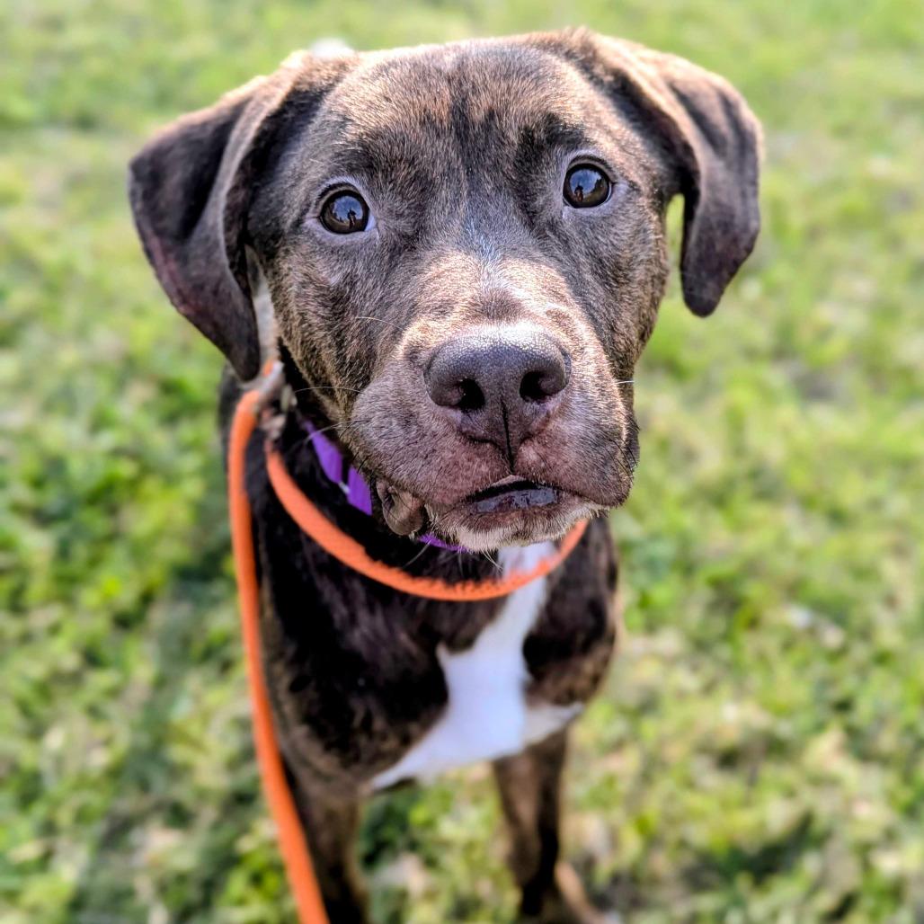 Tricky, Adoptable, Young Male Hound.