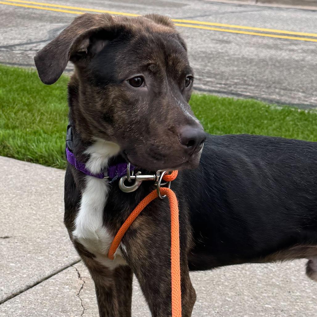 Tricky, a Adoptable Hound in Grand Rapids, MI image 2/3