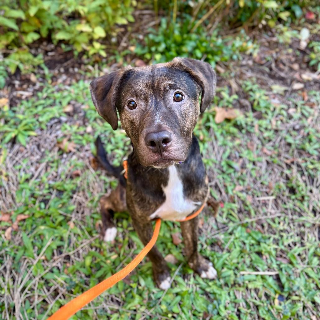 Tricky, a Adoptable Hound in Grand Rapids, MI image 3/3