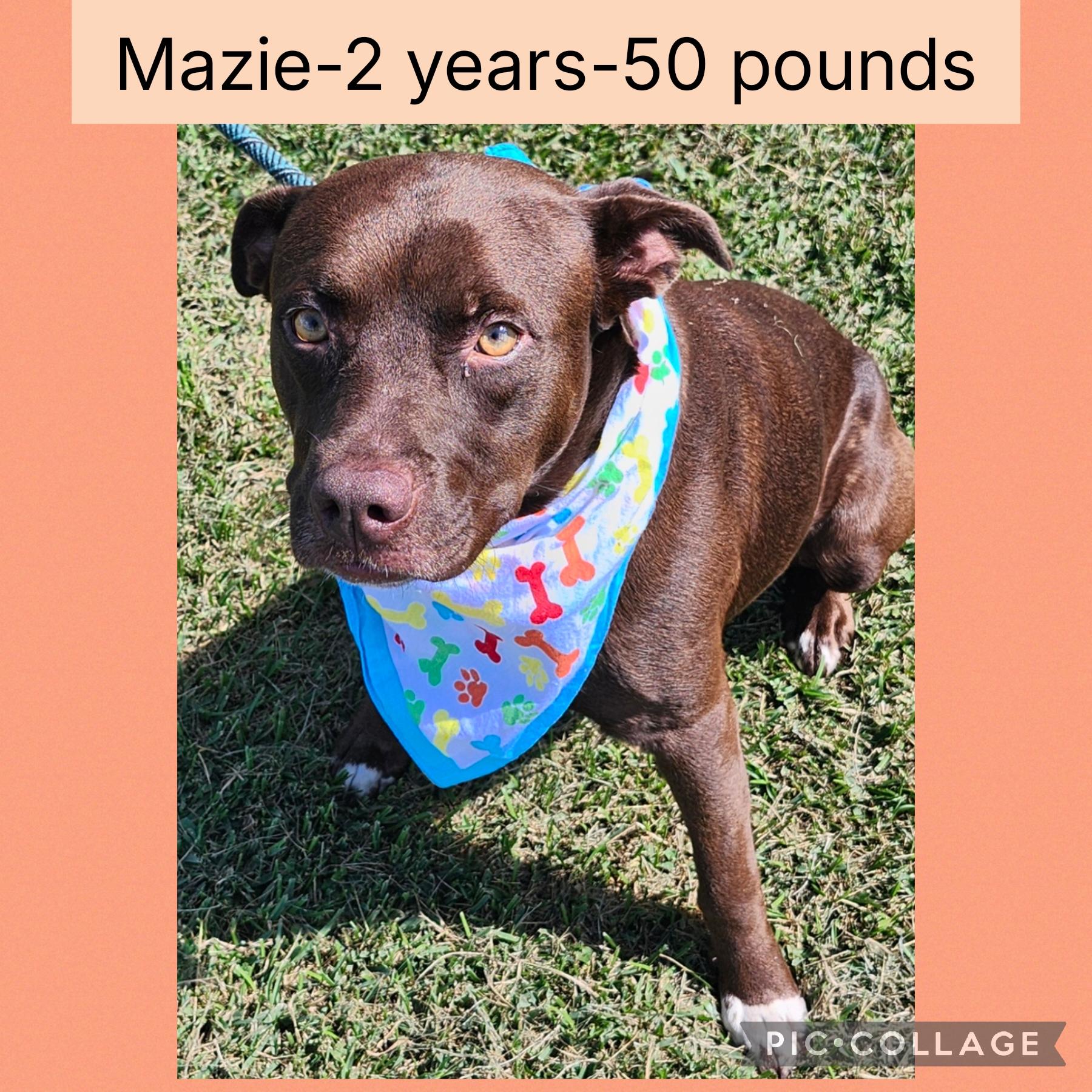 Enlarge Mazie, a Adoptable mixed breed in New Iberia, LA image 1/1