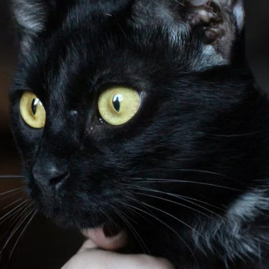 Enlarge Pomme, a Adoptable American Shorthair in Montclair, NJ image 2/4