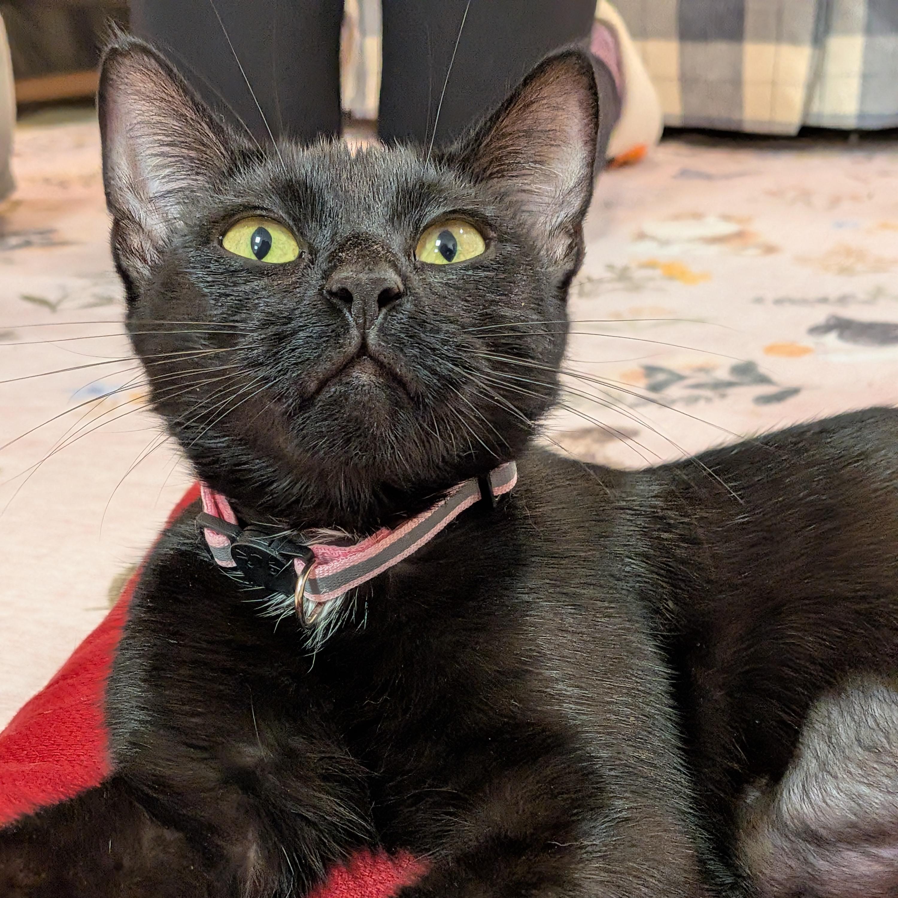 Enlarge Pomme, a Adoptable American Shorthair in Montclair, NJ image 3/4