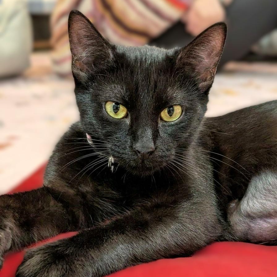 Enlarge Pomme, a Adoptable American Shorthair in Montclair, NJ image 1/4