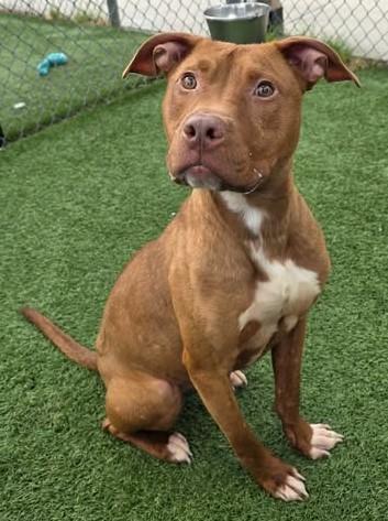 STITCH, Adoptable, Young Male Mixed Breed.