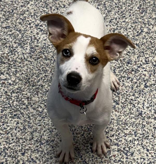 Enlarge Two, a Adoptable mixed breed in Golden, CO image 1/1