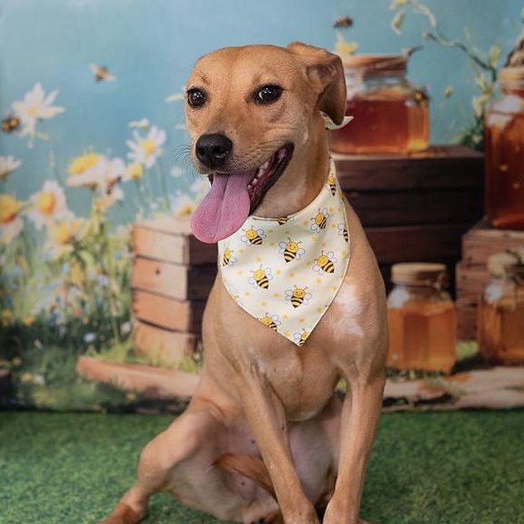 Macie, an adoptable Foxhound, Mixed Breed in Aberdeen, NC, 28315 | Photo Image 1