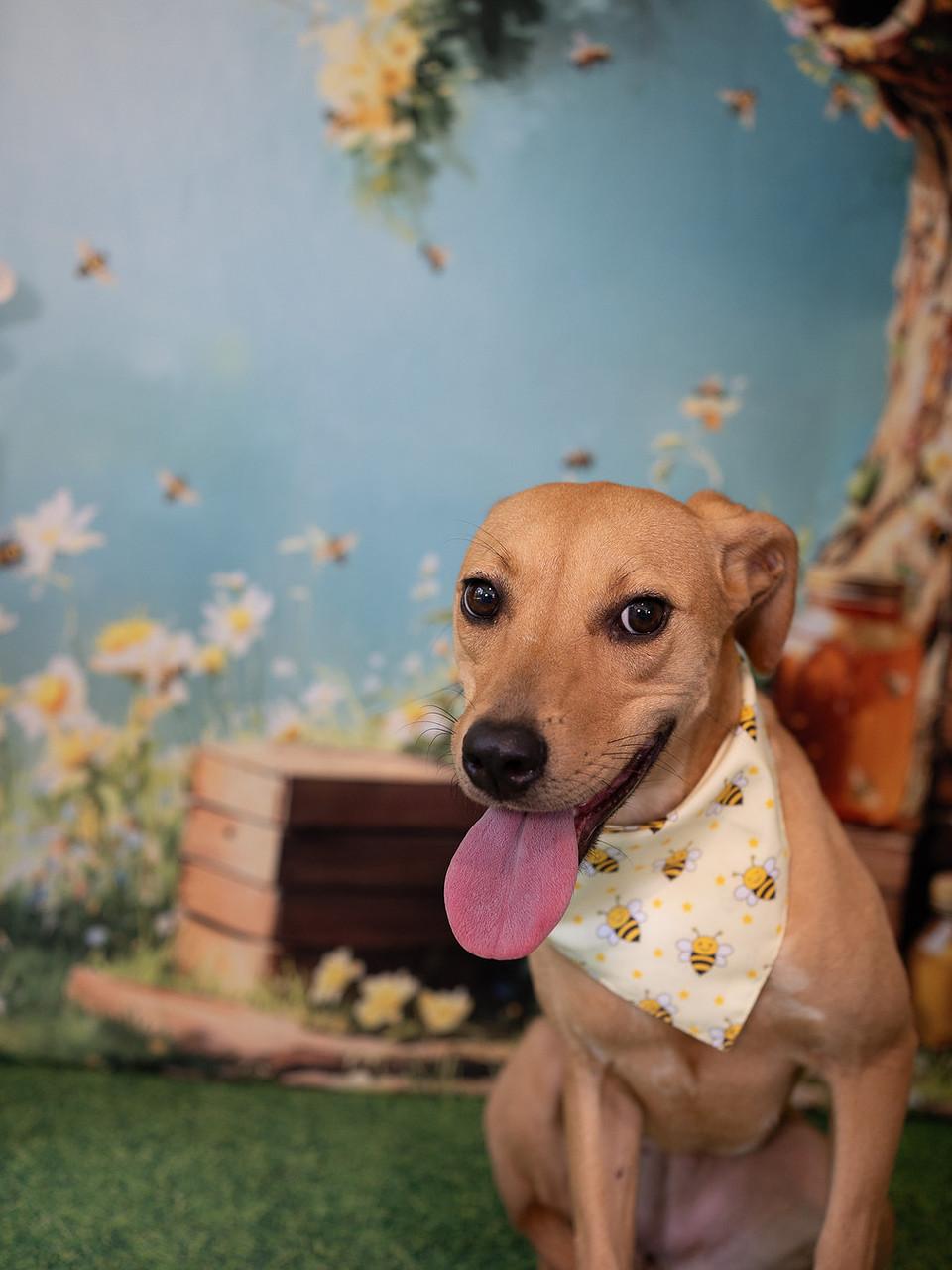 Macie, an adoptable Foxhound, Mixed Breed in Aberdeen, NC, 28315 | Photo Image 2