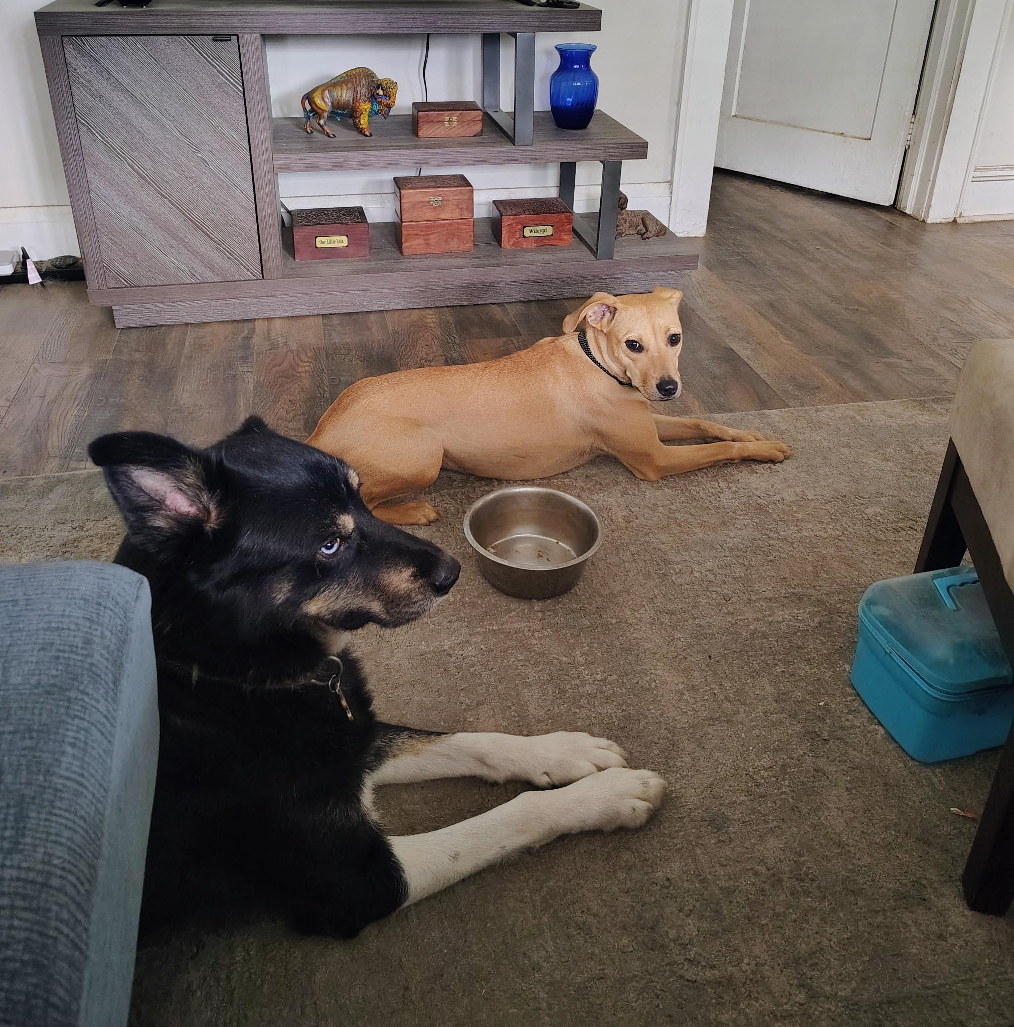 Macie, an adoptable Foxhound, Mixed Breed in Aberdeen, NC, 28315 | Photo Image 4