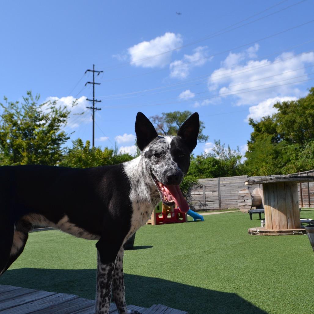 Mowgli, Adoptable, Adult Male Collie.