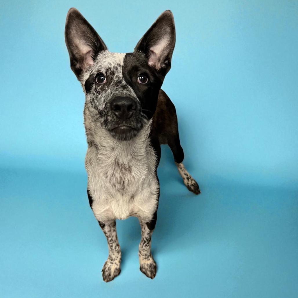 Enlarge Mowgli, a Adoptable Collie in Goodlettsville, TN image 5/5