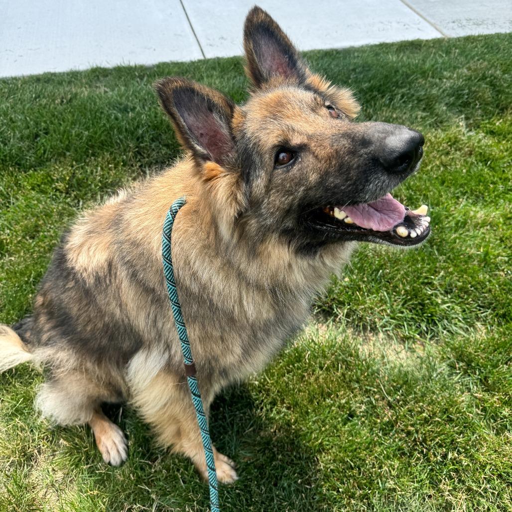 Frieda, a Adoptable German Shepherd Dog in Fort Wayne, IN image 1/6