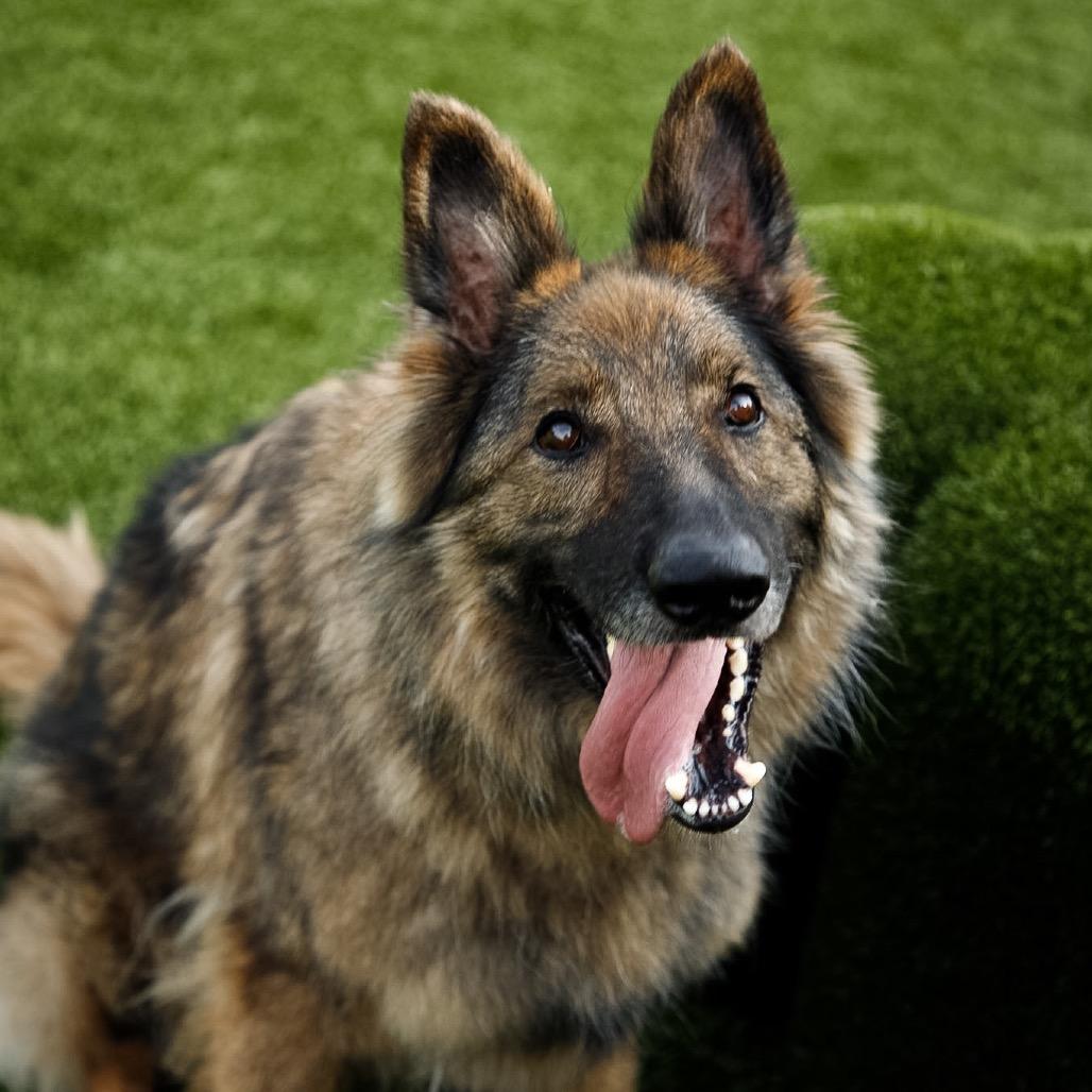 Enlarge Frieda, a Adoptable mixed breed in Fort Wayne, IN image 2/6