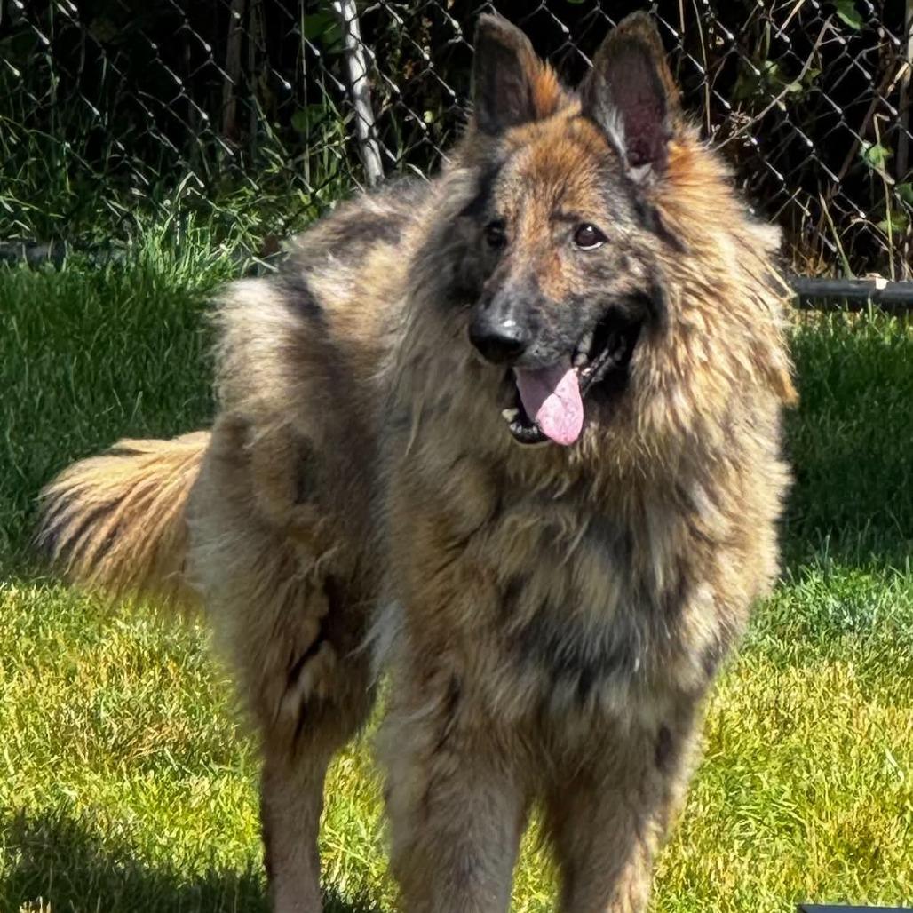 Frieda, Adoptable, Senior Female German Shepherd Dog.