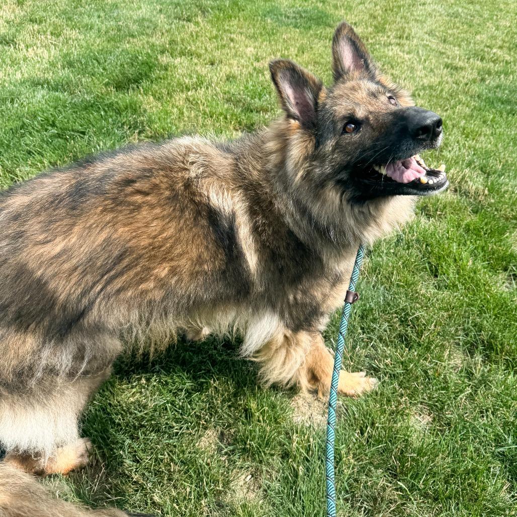 Frieda, a Adoptable German Shepherd Dog in Fort Wayne, IN image 2/6