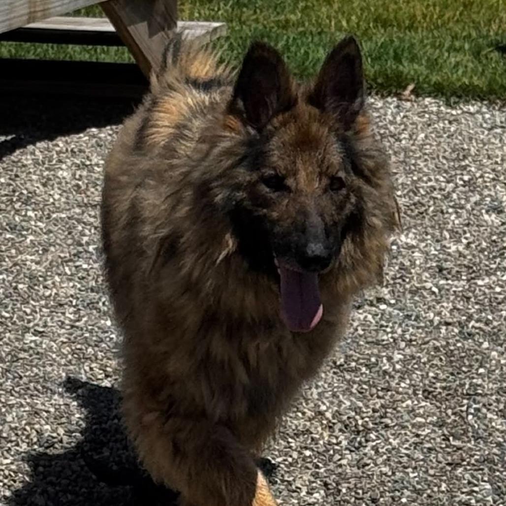 Enlarge Frieda, a Adoptable German Shepherd Dog in Fort Wayne, IN image 2/3