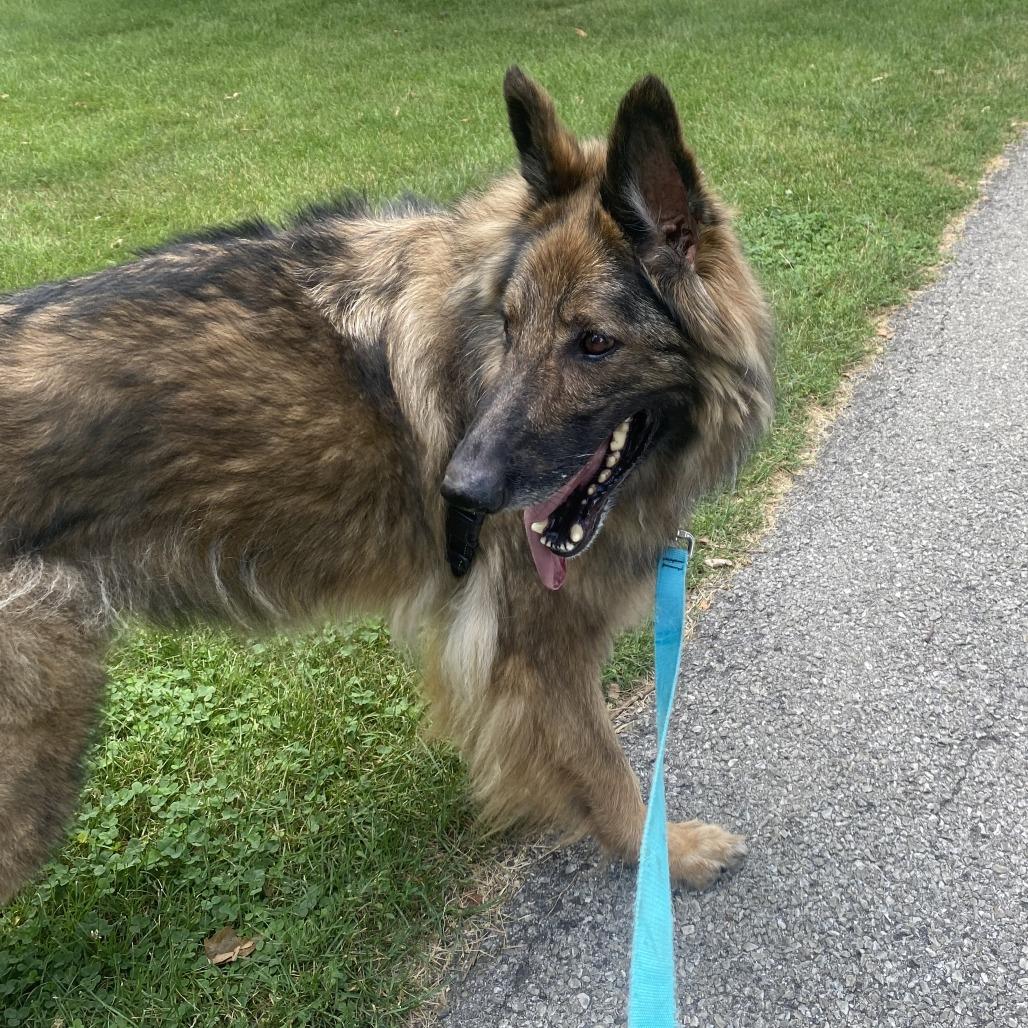 Frieda, a Adoptable German Shepherd Dog in Fort Wayne, IN image 3/6
