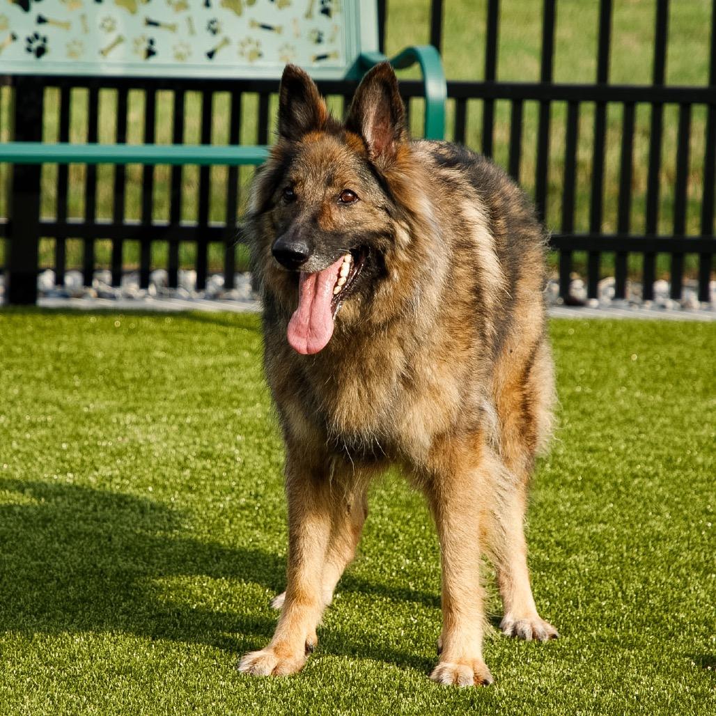 Enlarge Frieda, a Adoptable mixed breed in Fort Wayne, IN image 3/6