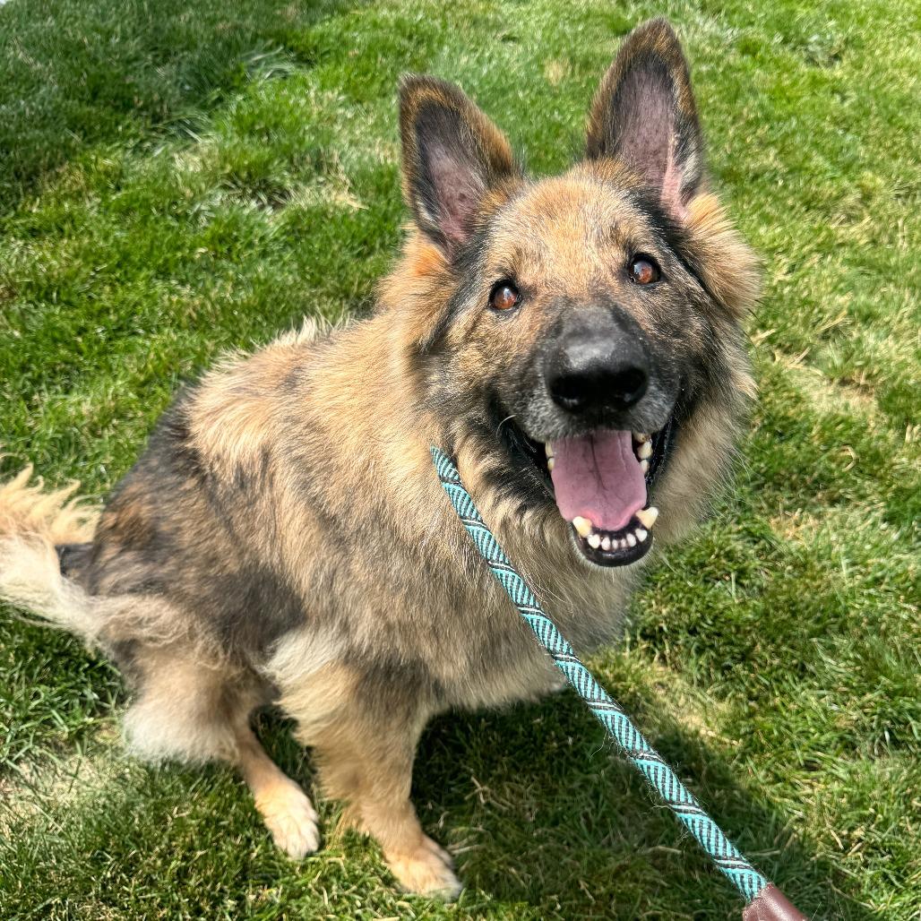 Frieda, a Adoptable German Shepherd Dog in Fort Wayne, IN image 4/6