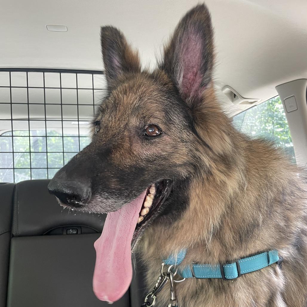 Frieda, a Adoptable German Shepherd Dog in Fort Wayne, IN image 5/6
