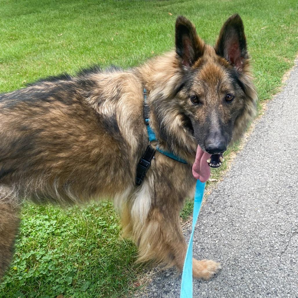 Frieda, a Adoptable German Shepherd Dog in Fort Wayne, IN image 6/6