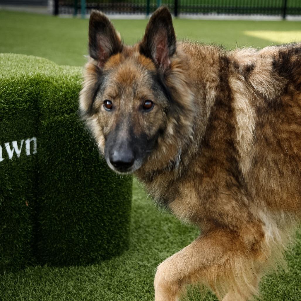 Enlarge Frieda, a Adoptable mixed breed in Fort Wayne, IN image 6/6