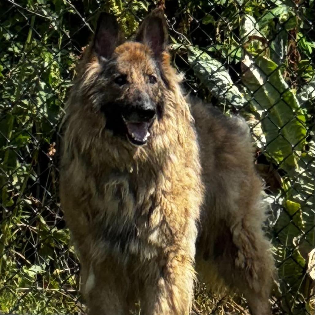 Enlarge Frieda, a Adoptable German Shepherd Dog in Fort Wayne, IN image 3/3