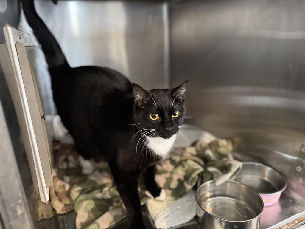 Tucson (Inyo K6), Adoptable, Young Male Domestic Short Hair.