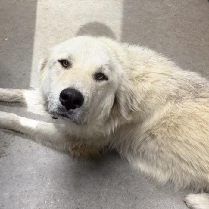 King, Adoptable, Adult Male Great Pyrenees.