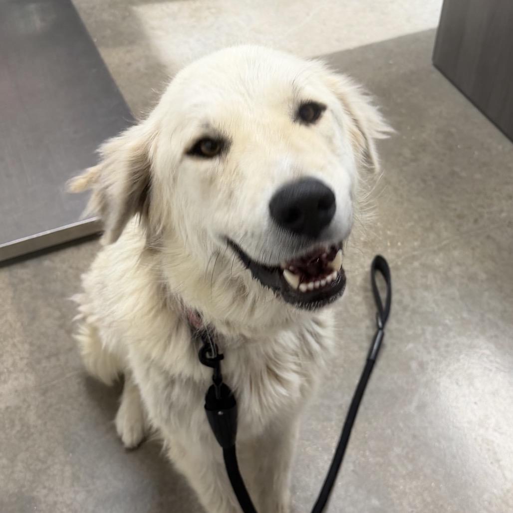 King, a Adoptable Great Pyrenees in Midland, TX image 2/3
