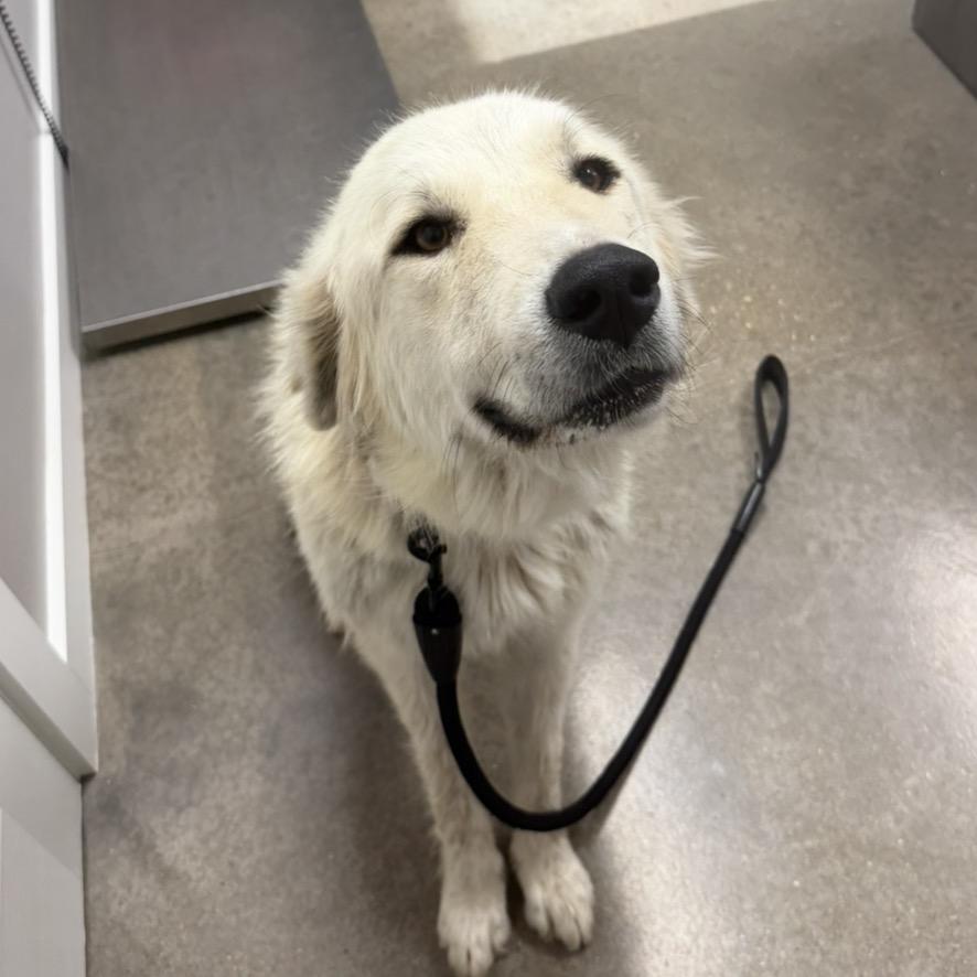 King, a Adoptable Great Pyrenees in Midland, TX image 3/3