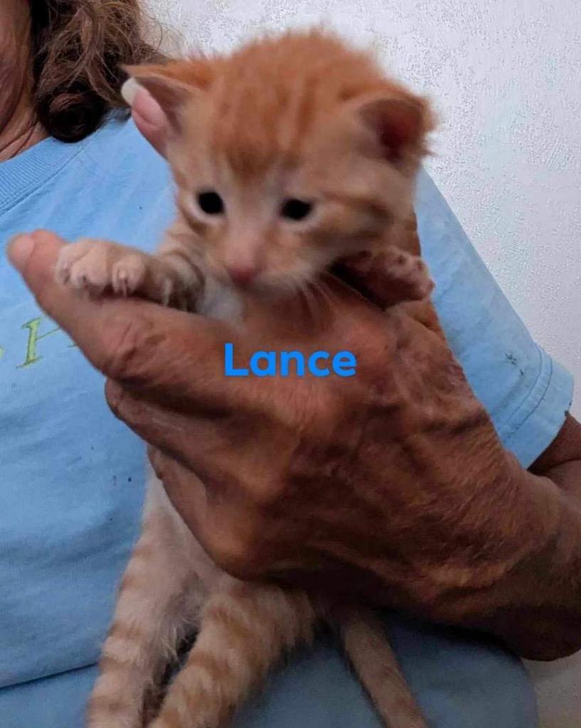Enlarge Lance, a Adopted mixed breed in Tampa, FL image 1/1