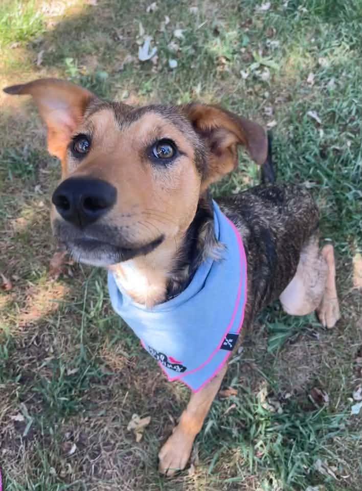 TRIXIE, Adoptable, Young Female Shepherd & Beagle.