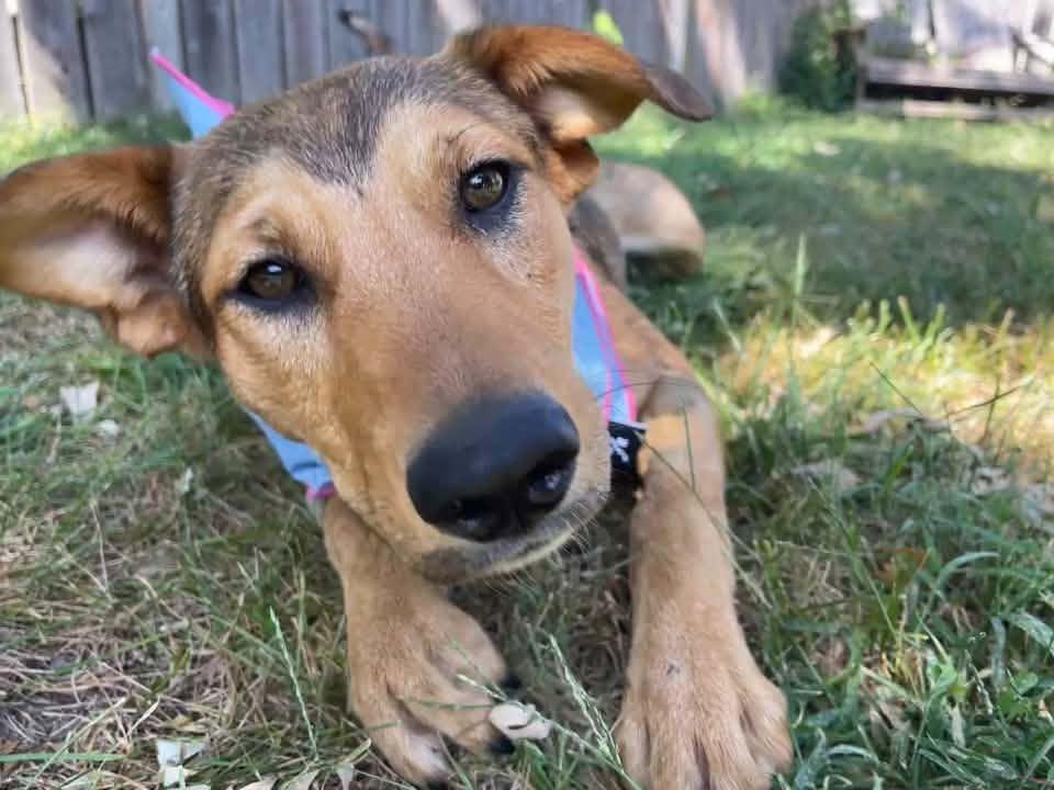 Enlarge TRIXIE, a Adoptable mixed breed in Lincoln, NE image 4/6