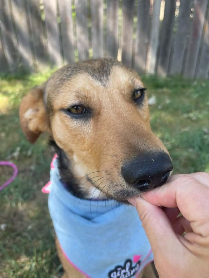 Enlarge TRIXIE, a Adoptable mixed breed in Lincoln, NE image 3/6