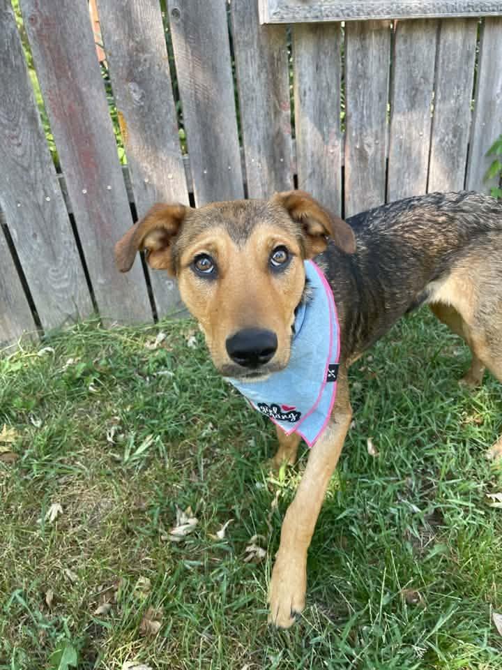 Enlarge TRIXIE, a Adoptable mixed breed in Lincoln, NE image 5/6