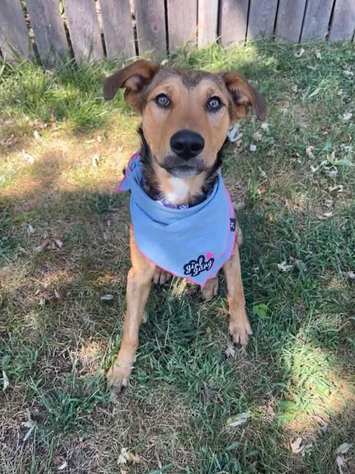 Enlarge TRIXIE, a Adoptable mixed breed in Lincoln, NE image 2/6