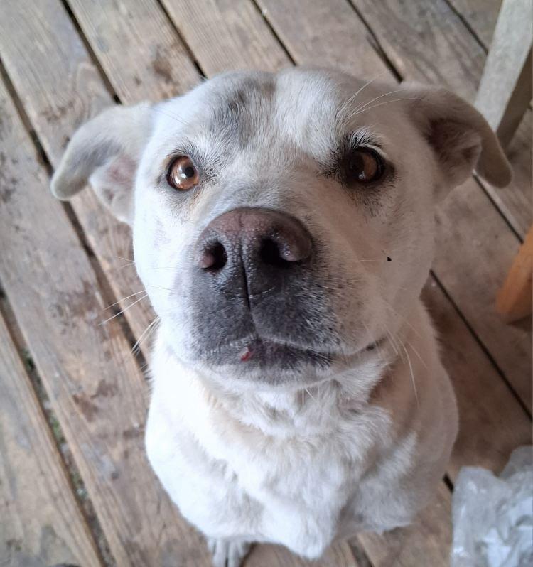 Love, a ADOPTABLE mixed breed in Melbourne, AR image 1/2