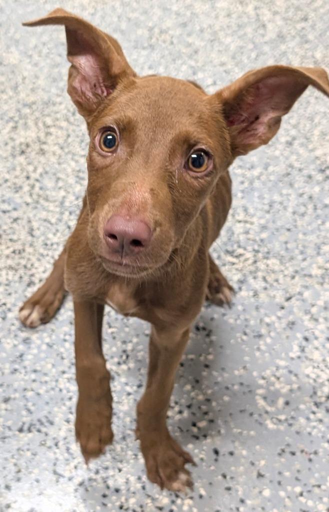 Cindrella, Adoptable, Puppy Female Pit Bull Terrier.