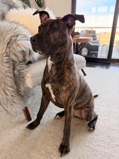 Roo, adopted, Young Male Pit Bull Terrier.