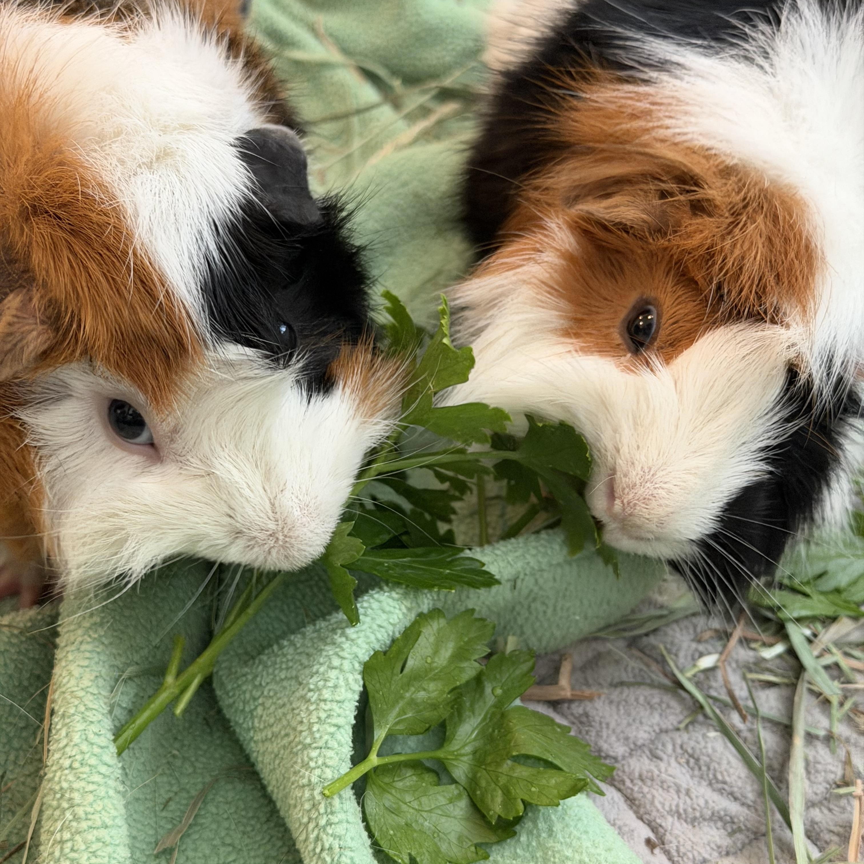 Baby Billy & Domino, an adoptable Guinea Pig in Austin, TX image 2/4