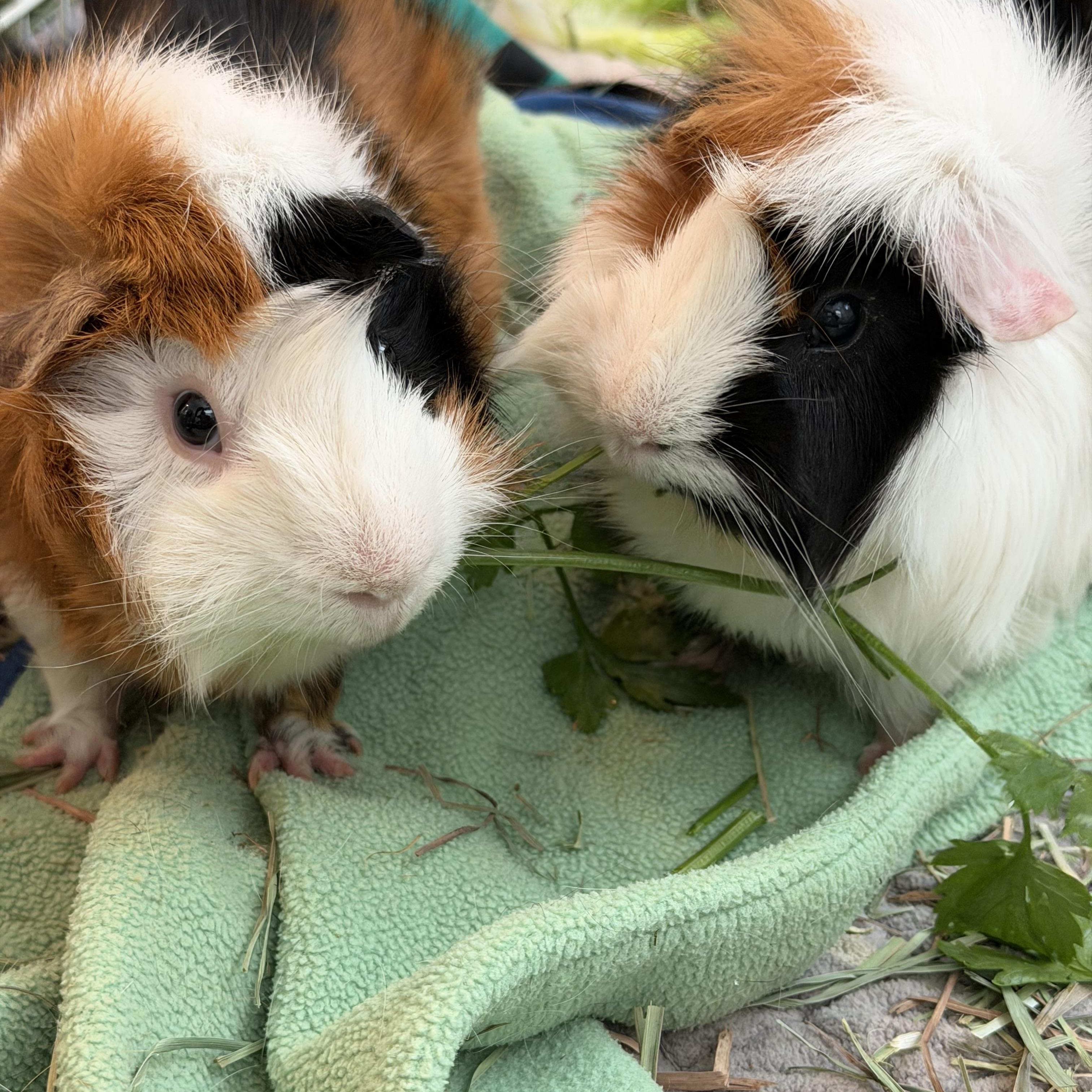 Baby Billy & Domino, an adoptable Guinea Pig in Austin, TX image 1/4