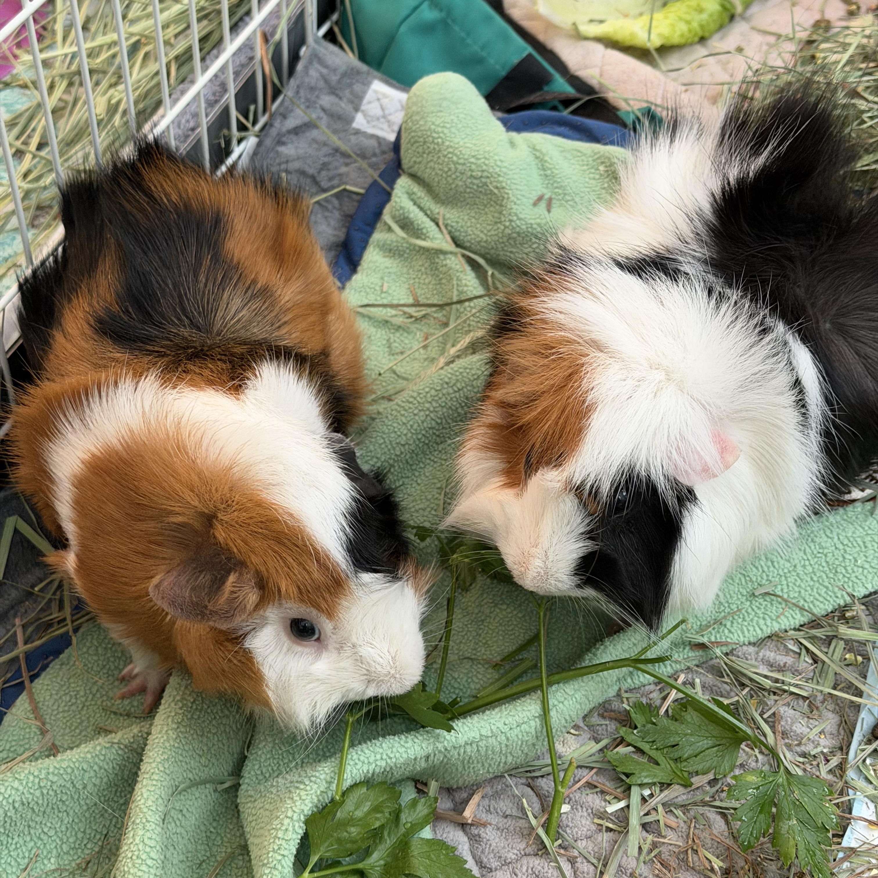 Baby Billy & Domino, an adoptable Guinea Pig in Austin, TX image 3/4