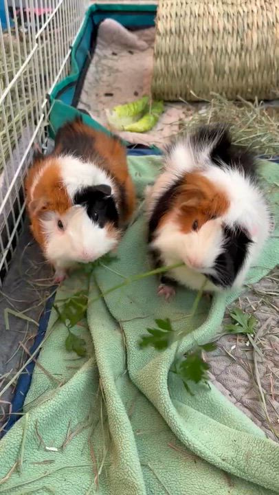 Enlarge Baby Billy & Domino, an adoptable Guinea Pig in Austin, TX video 4/4