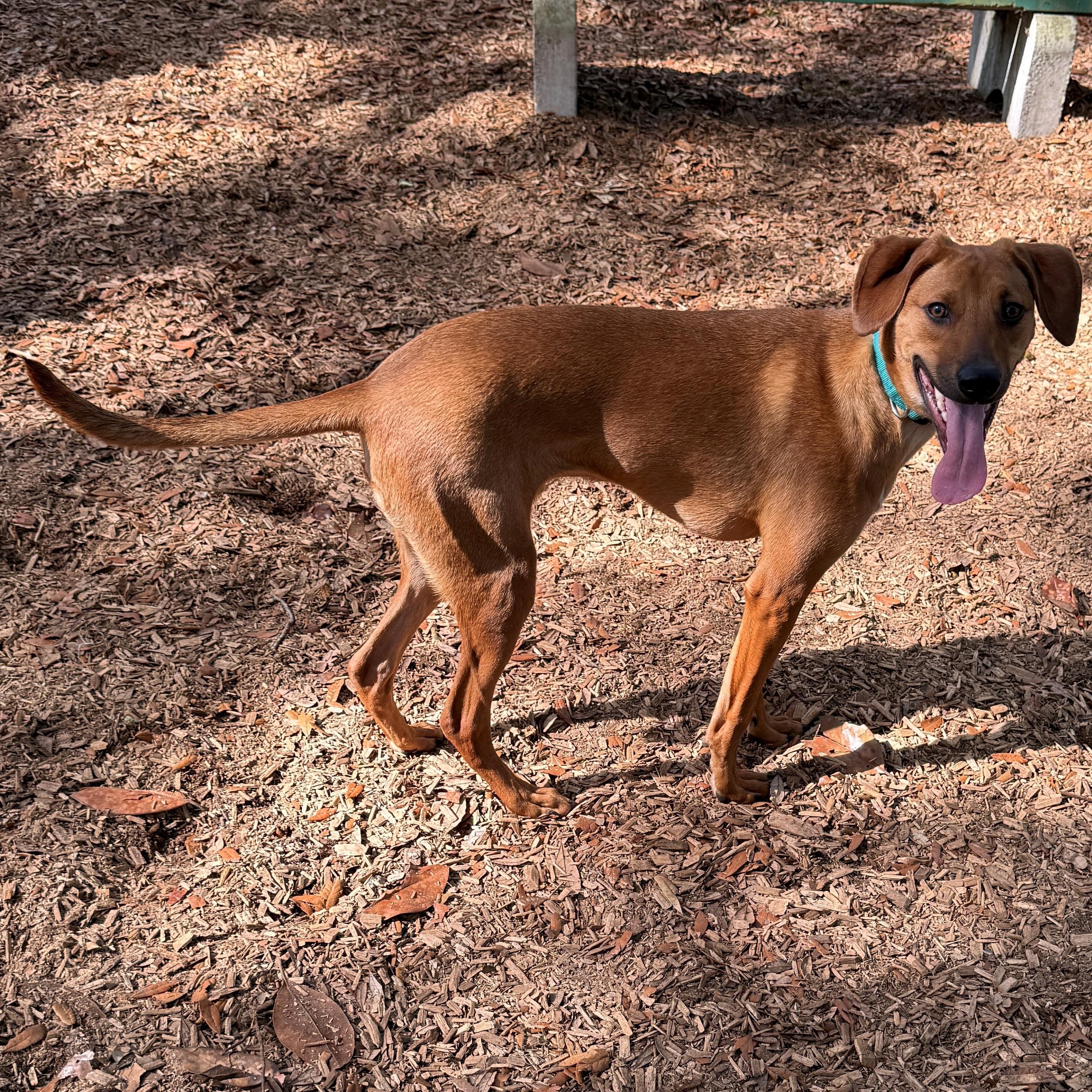 Buddy Holly, a ADOPTABLE Mixed Breed in St. Augustine, FL image 3/4