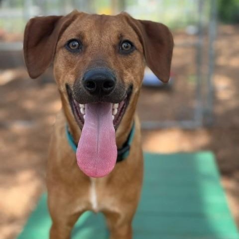 Buddy Holly, a ADOPTABLE Mixed Breed in St. Augustine, FL image 4/4