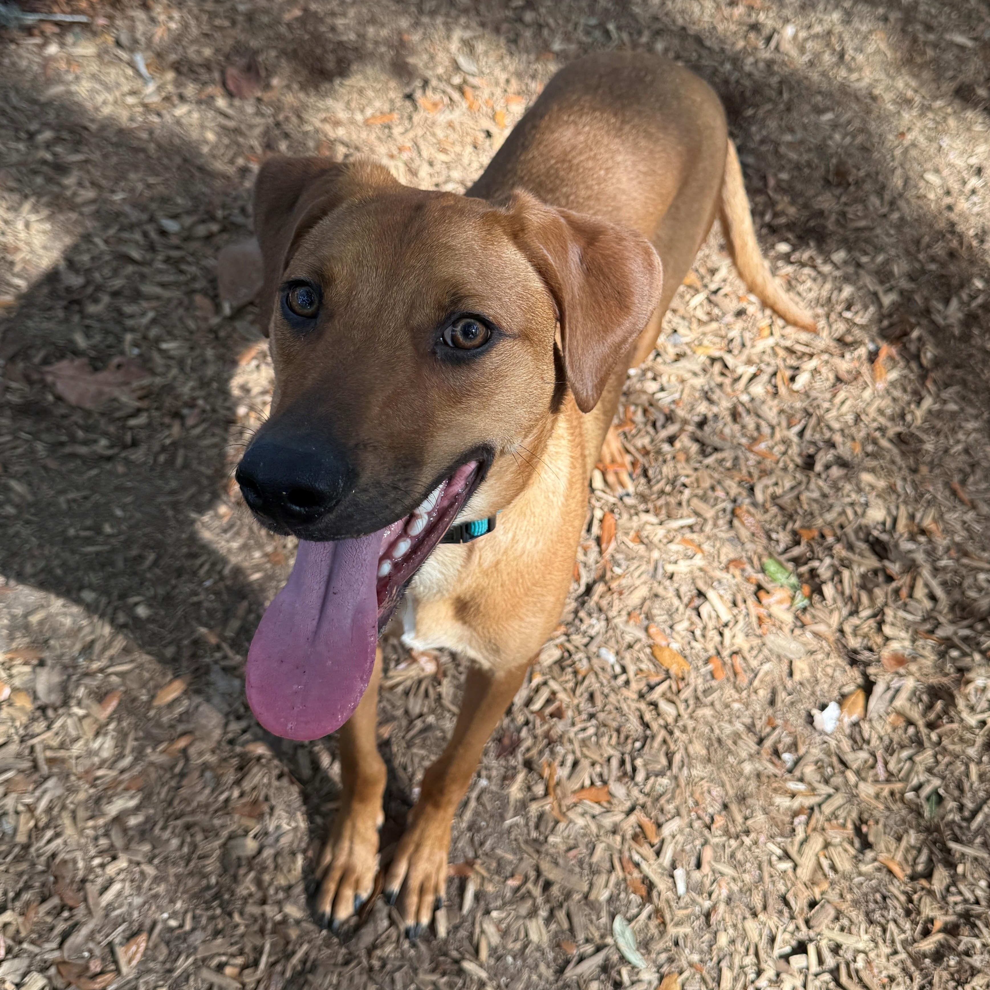 Buddy Holly, a ADOPTABLE Mixed Breed in St. Augustine, FL image 2/4