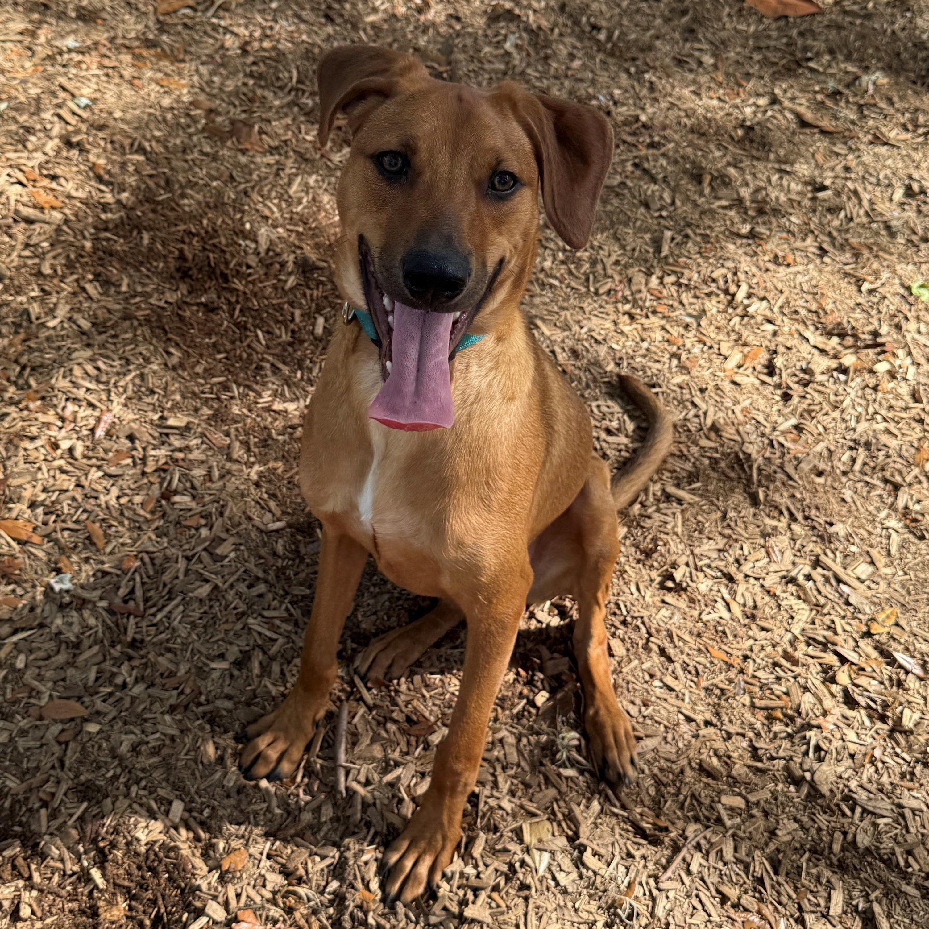 Buddy Holly, ADOPTABLE, Young Male Mixed Breed.