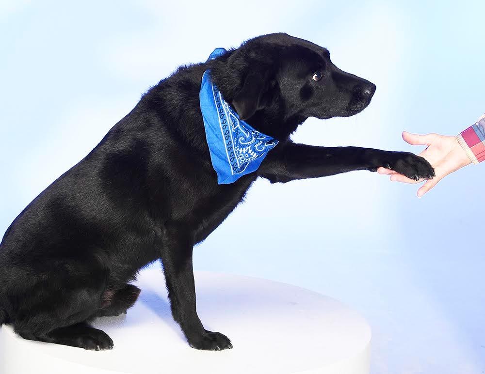 Rocky, Adopted, Adult Male Labrador Retriever.