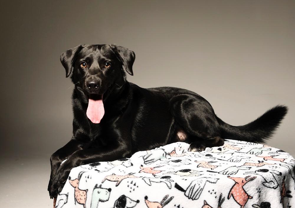 Enlarge Rocky, a Adopted Labrador Retriever in Crossville, TN image 2/6