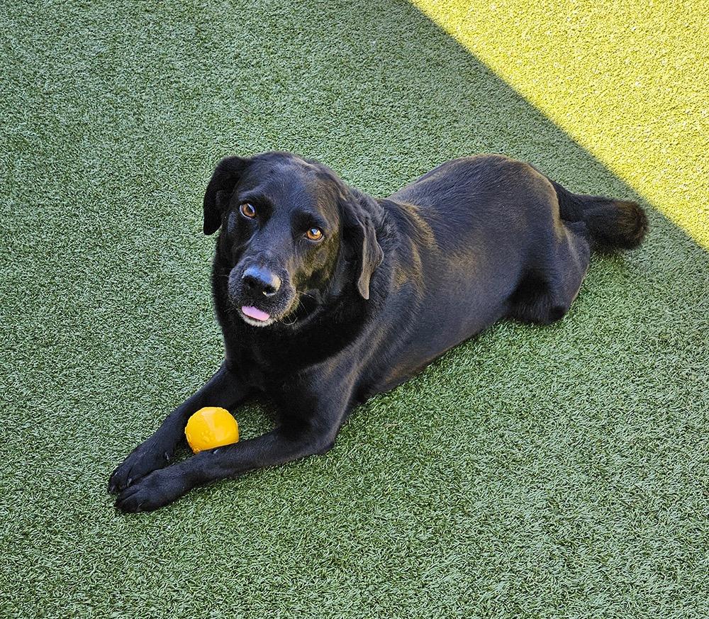 Enlarge Rocky, a Adopted Labrador Retriever in Crossville, TN image 3/6